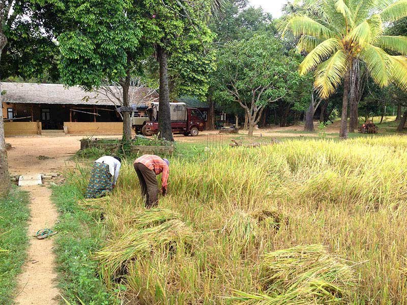 Traditional Village Tour in Hiriwadunna