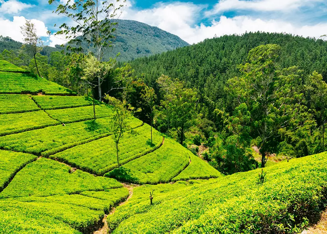 tea-plantation-srilanka