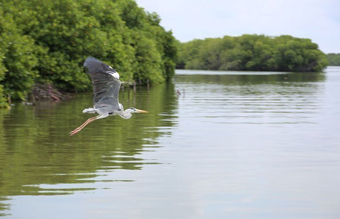 Boat-Ride-negombo-lagoon