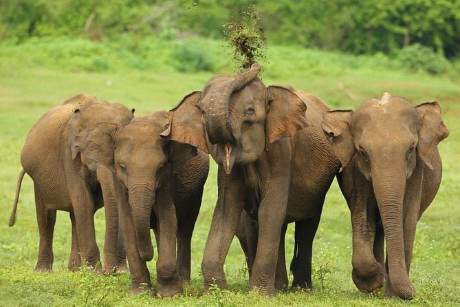 Udawalawa, Sri Lanka