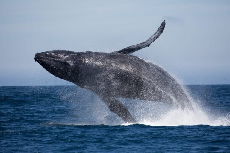 Whales and Dolphins Watching, An Unforgettable Marine Adventure