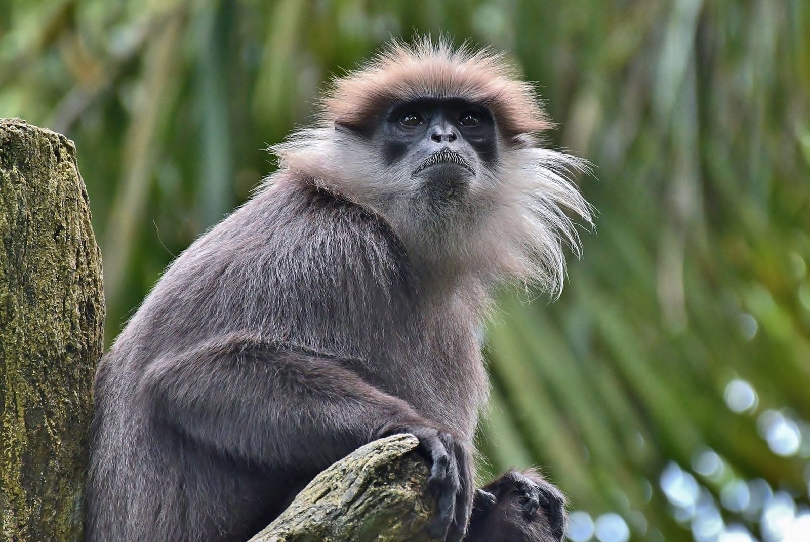 Purple Face Langur, Sinharaja