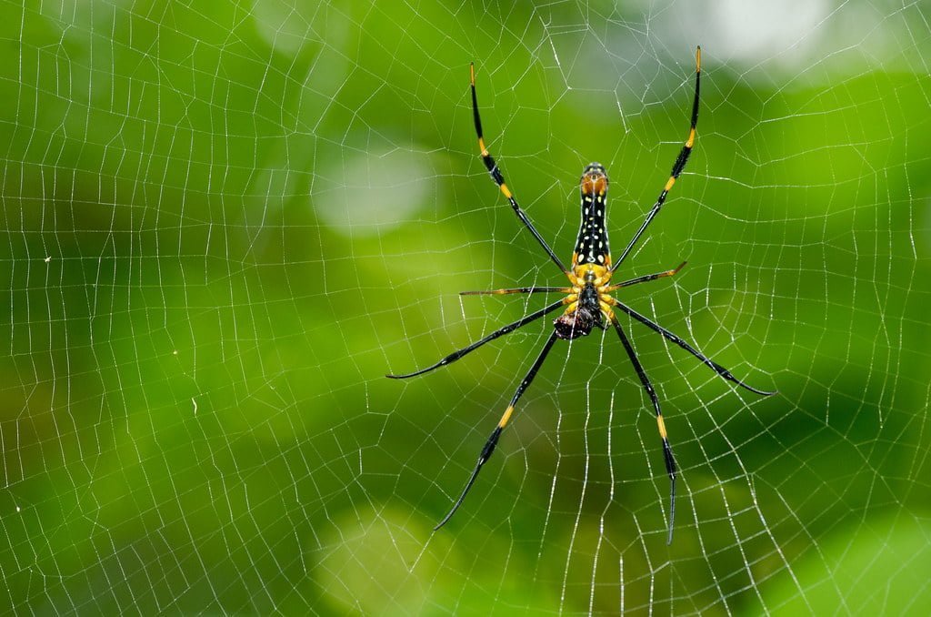 Jiant Wood Spider, Sinharaja