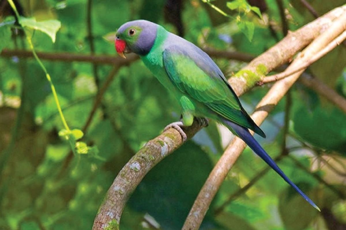 Layards Parrot, Sinharaja