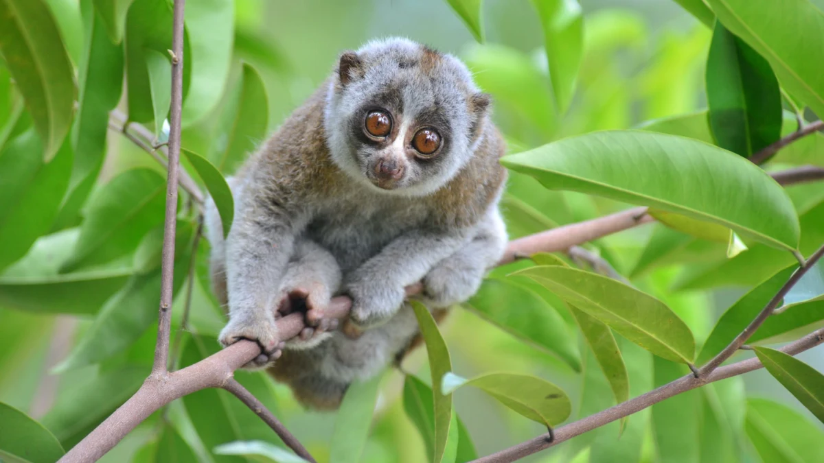 Loris, Sinharaja