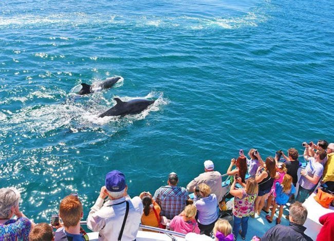 whales-dolphines-watching-mirissa-srilanka