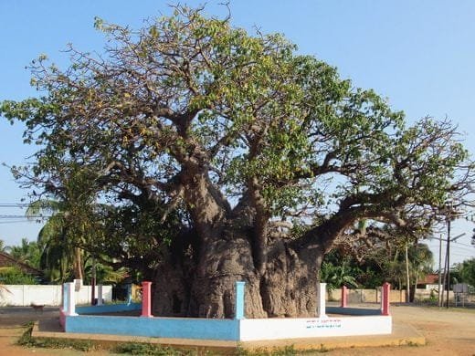 Baobab Tree, Mannar