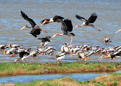 Kalametiya Bird Sanctuary, Tangalle