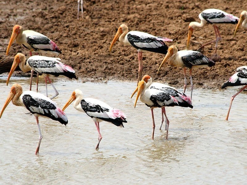 Bird Sanctuary, Mannar