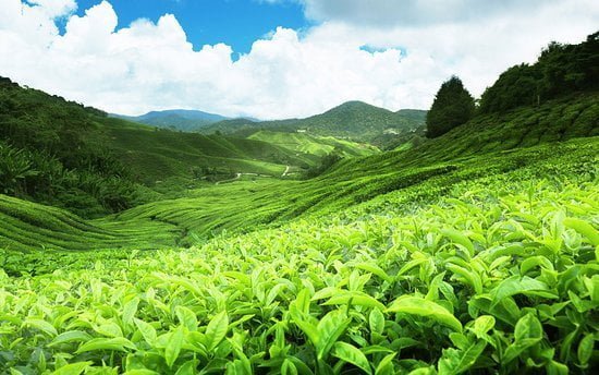tea-plantation-srilanka