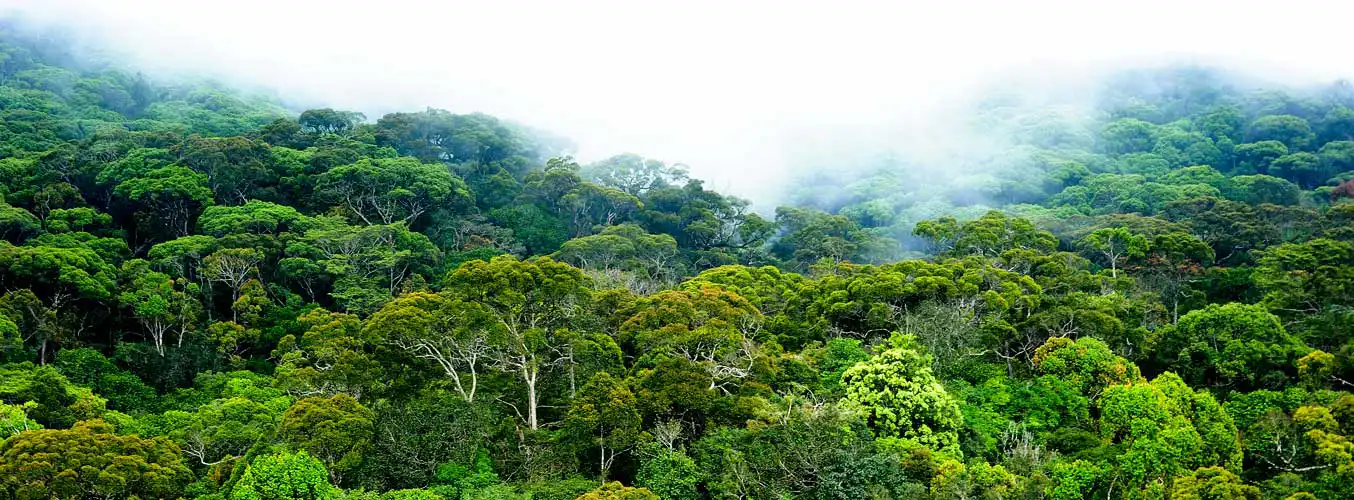 Sinharaja, Sri Lanka