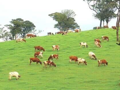 Ambewela Farms, Nuwaraeliya