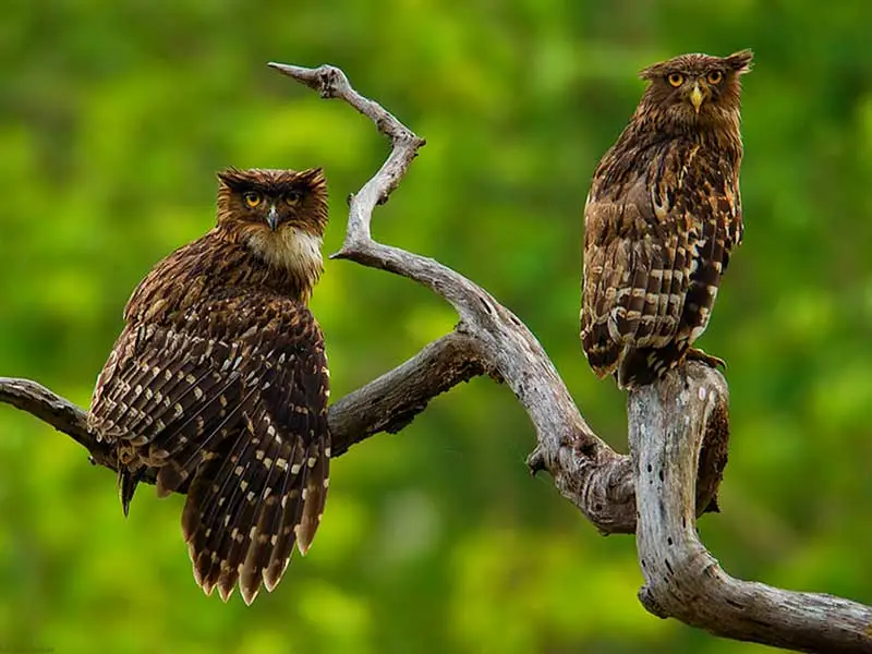 Owls, Bats & Bird Watching, Tissa - Yala